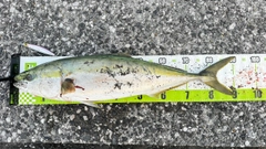 ブリの釣果