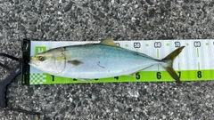 ハマチの釣果