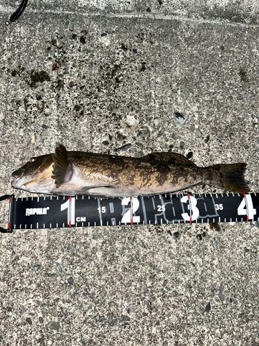 アイナメの釣果