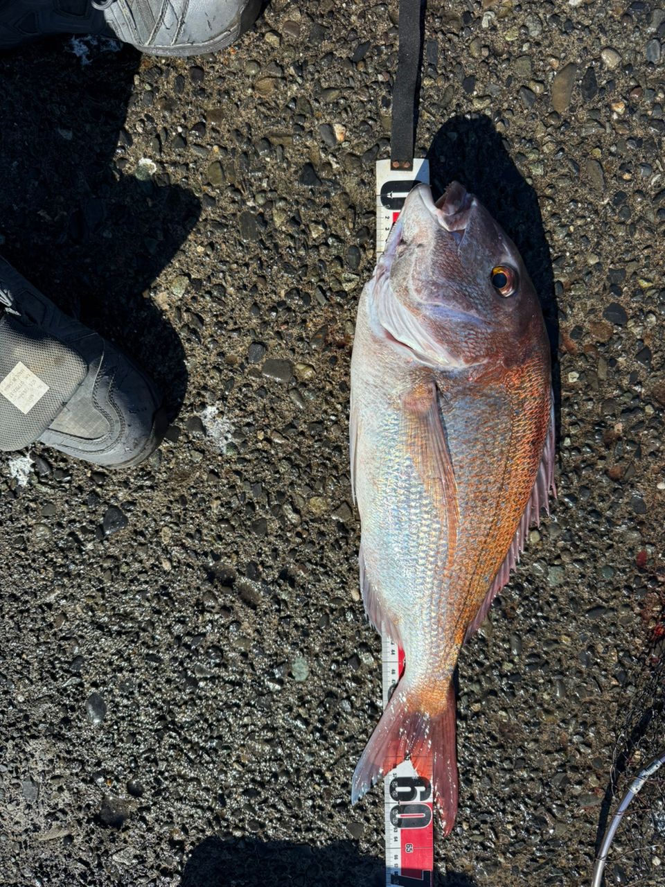 □シマノ 19 Rinkai 鱗海 AX 06-530 AX SHIMANO 0.6-530の最安値