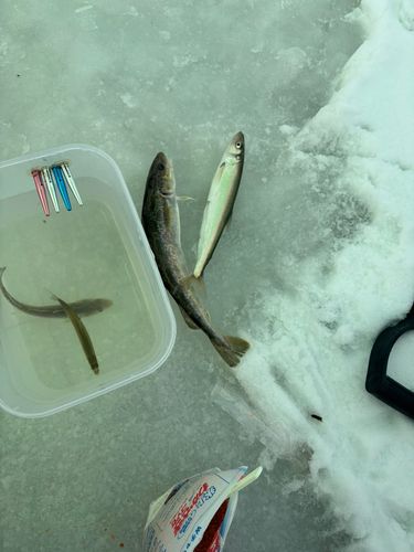 ワカサギの釣果