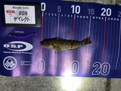 アイナメの釣果