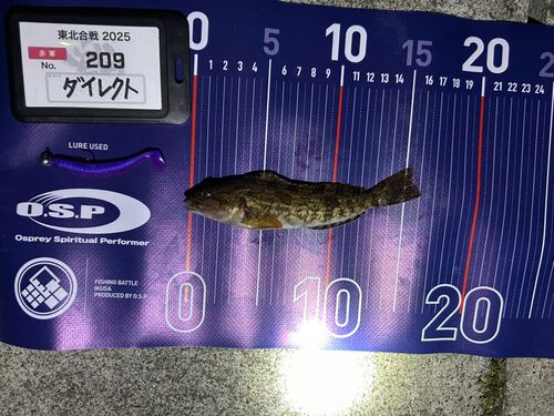 アイナメの釣果