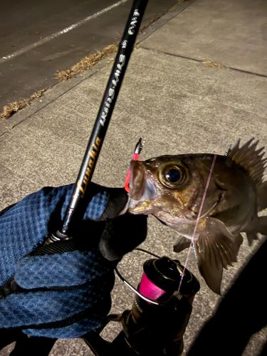 メバルの釣果