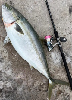 ブリの釣果