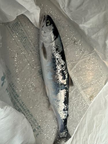 サクラマスの釣果