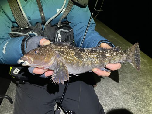 アイナメの釣果