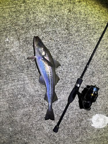 スケトウダラの釣果