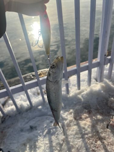 イワシの釣果
