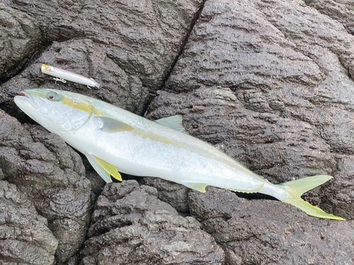 ヒラマサの釣果