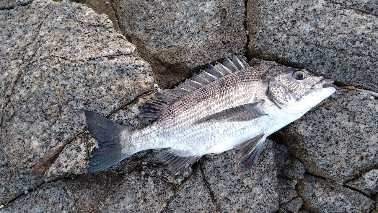 SHIMANO 18ラディックス 1.5-530の最安値・インプレ・釣果 | 本音の