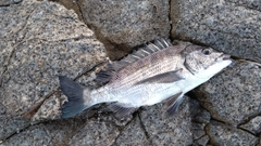 メジナの釣果