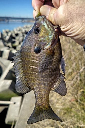 ブルーギルの釣果