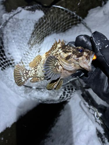 オウゴンムラソイの釣果