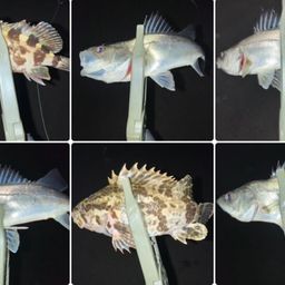 タケノコメバル