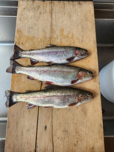 ニジマスの釣果