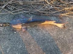 アメリカンキャットフィッシュの釣果