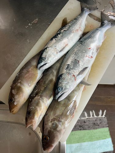 サクラマスの釣果