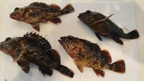 常滑りんくう釣り護岸