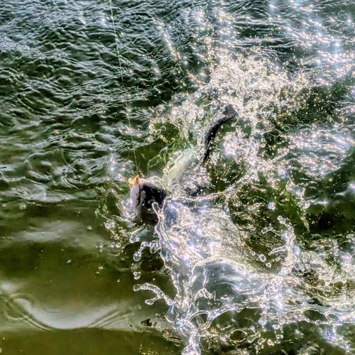 トラウトの釣果