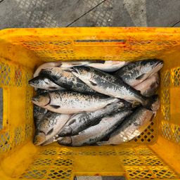 トラウトサーモン