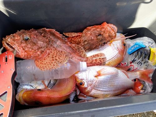 オニカサゴの釣果