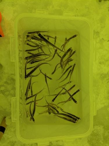 ワカサギの釣果