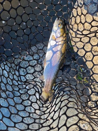 ベリーパーク in FISH ON! 王禅寺