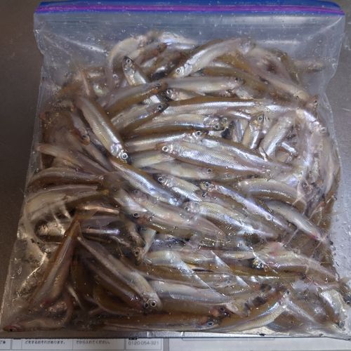 ワカサギの釣果