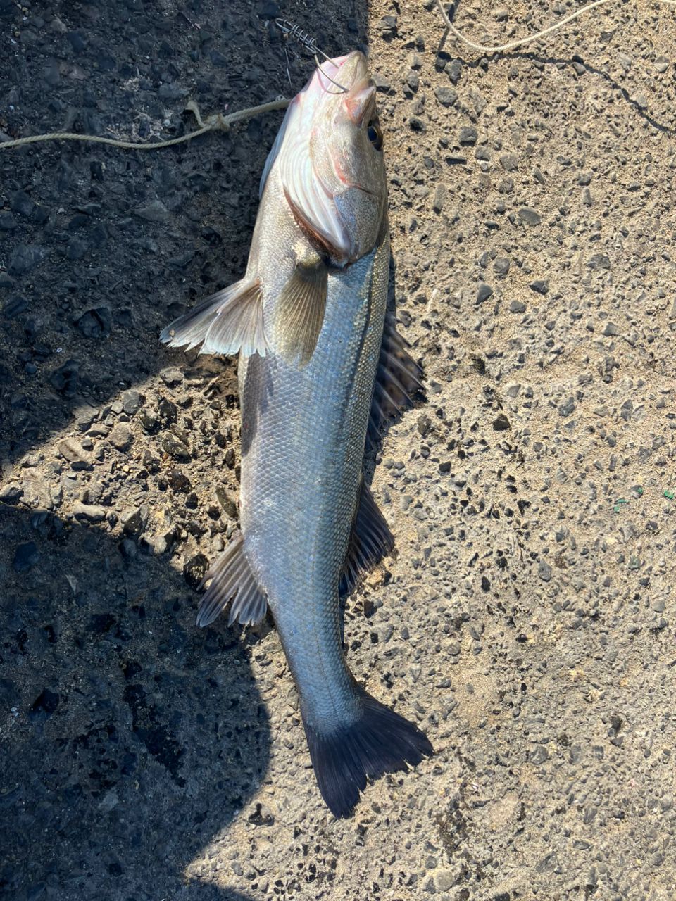 ハネ（マルスズキ）