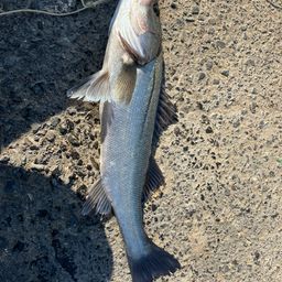 ハネ（マルスズキ）