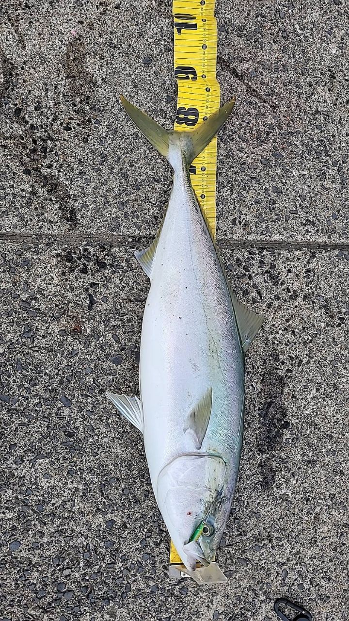 DAIWA 19レグザ LT3000-XHの最安値・インプレ・釣果 | 本音の口コミが