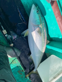 ブリの釣果