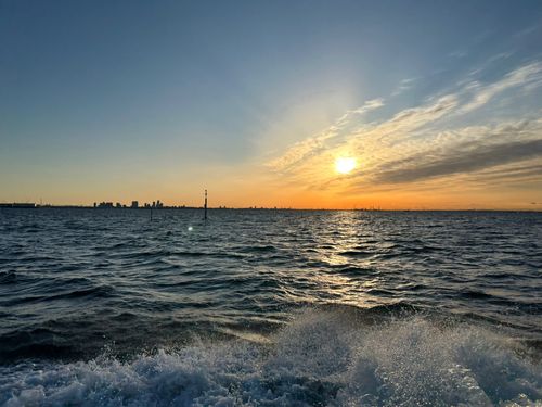 シロギスの釣果