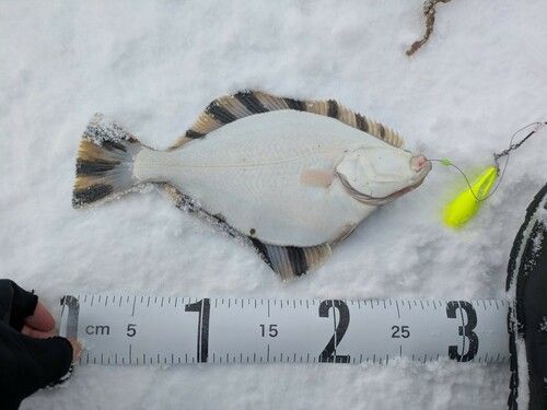 カワガレイの釣果