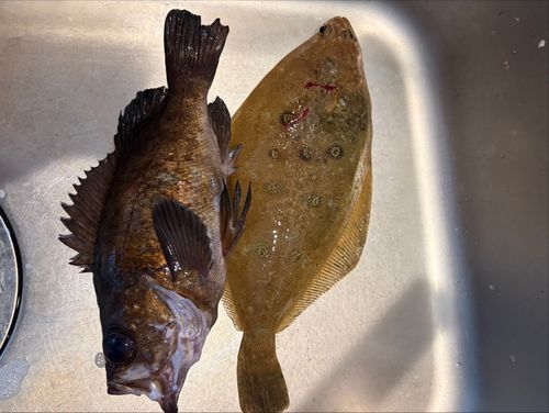 ムシガレイの釣果