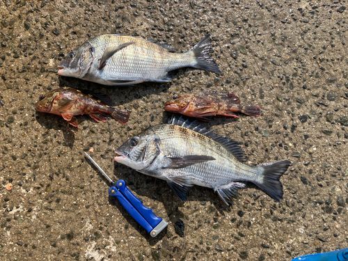 チヌの釣果