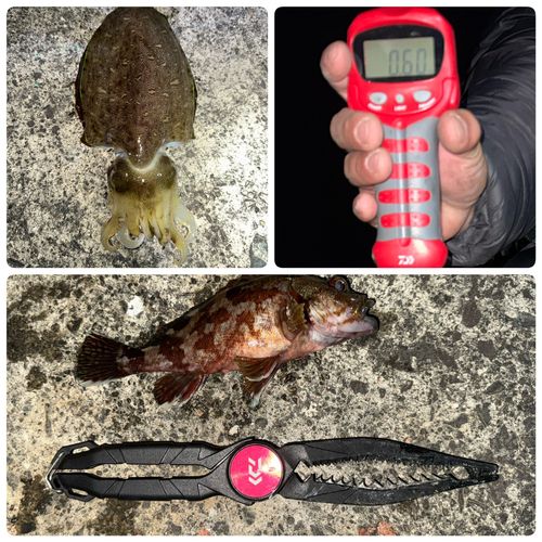 モンゴウイカの釣果