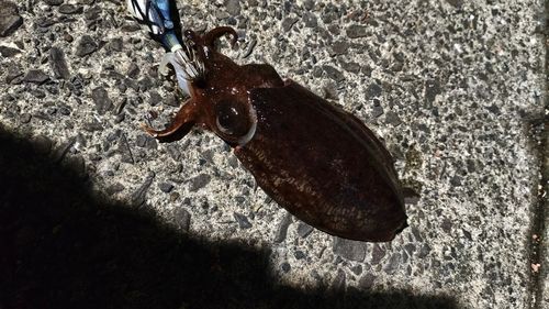 モンゴウイカの釣果