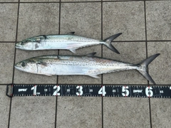 サワラの釣果