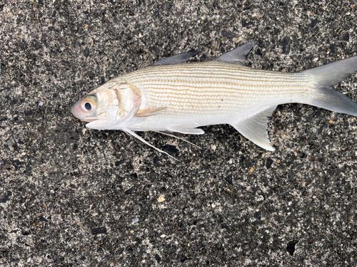 ツバメコノシロの釣果