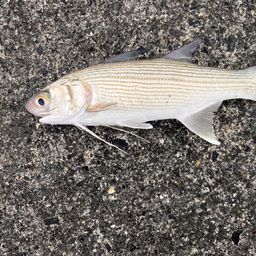 ツバメコノシロ