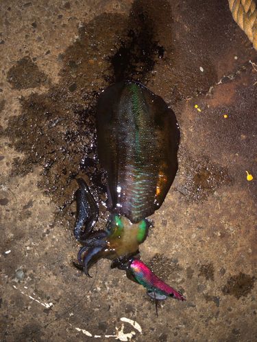 アオリイカの釣果