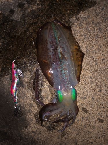 アオリイカの釣果