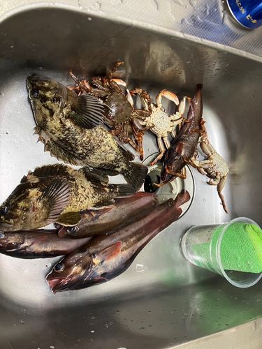 エゾイソアイナメの釣果