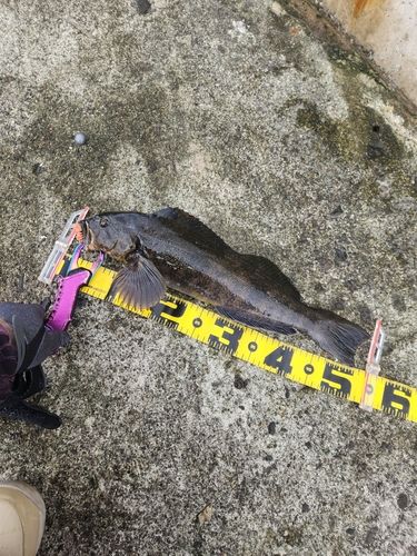 アブラコの釣果