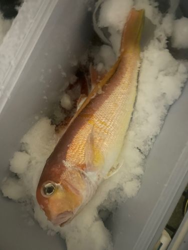 アマダイの釣果