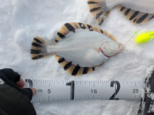 カワガレイの釣果