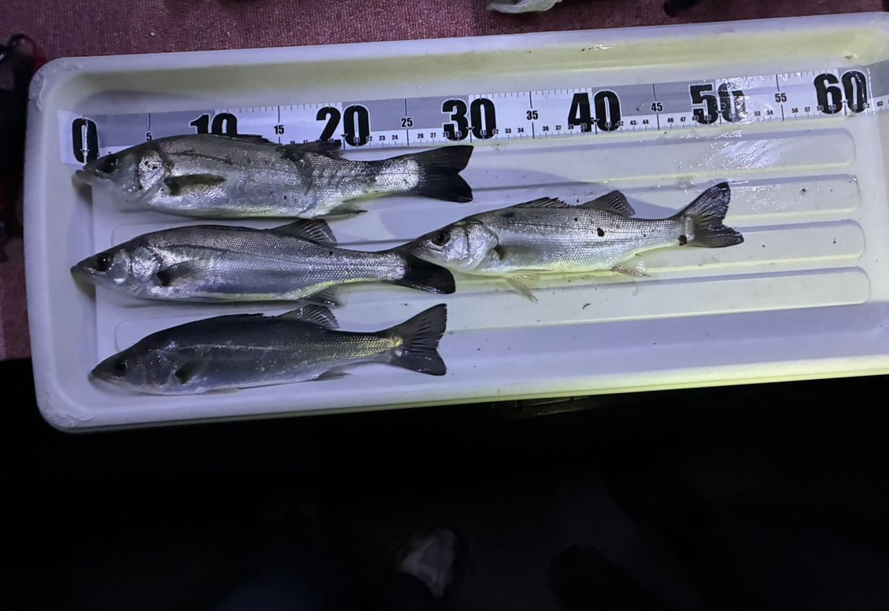 セイゴ（マルスズキ）