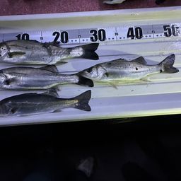 セイゴ（マルスズキ）